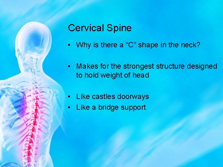 Cervical Spine • Why is there a “C” shape in the neck? • Makes