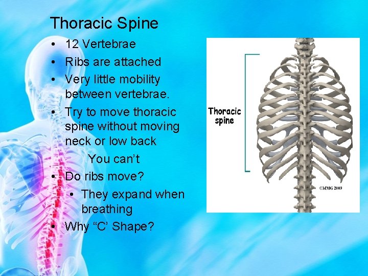Thoracic Spine • 12 Vertebrae • Ribs are attached • Very little mobility between