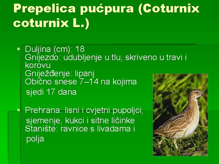 Prepelica pućpura (Coturnix coturnix L. ) § Duljina (cm): 18 Gnijezdo: udubljenje u tlu,