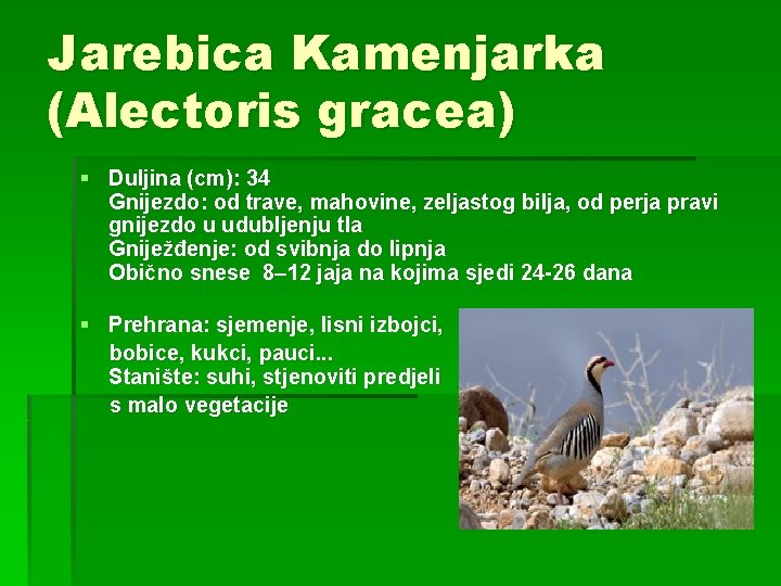 Jarebica Kamenjarka (Alectoris gracea) § Duljina (cm): 34 Gnijezdo: od trave, mahovine, zeljastog bilja,