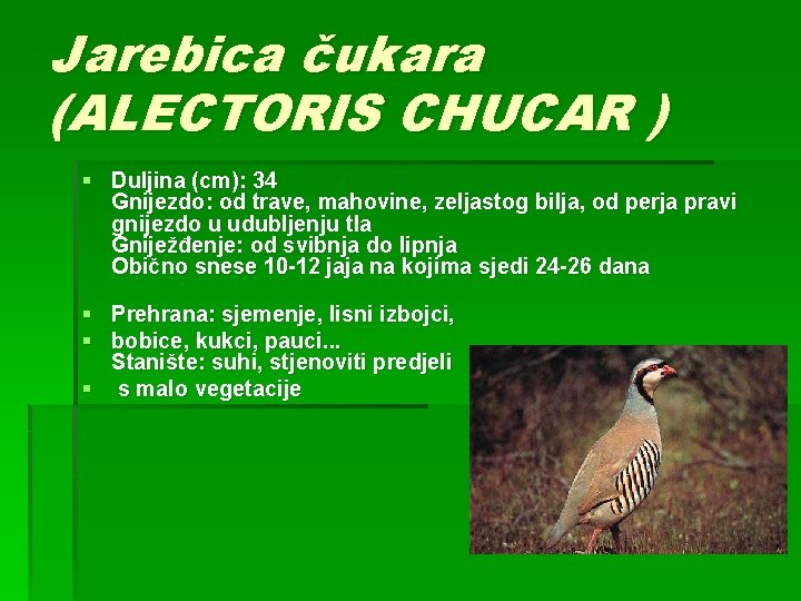 Jarebica čukara (ALECTORIS CHUCAR ) § Duljina (cm): 34 Gnijezdo: od trave, mahovine, zeljastog