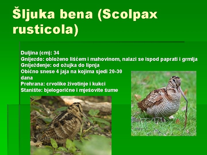 Šljuka bena (Scolpax rusticola) Duljina (cm): 34 Gnijezdo: obloženo lišćem i mahovinom, nalazi se