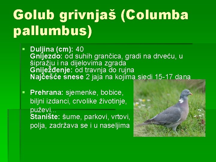 Golub grivnjaš (Columba pallumbus) § Duljina (cm): 40 Gnijezdo: od suhih grančica, gradi na