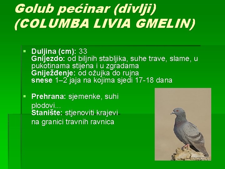 Golub pećinar (divlji) (COLUMBA LIVIA GMELIN) § Duljina (cm): 33 Gnijezdo: od biljnih stabljika,