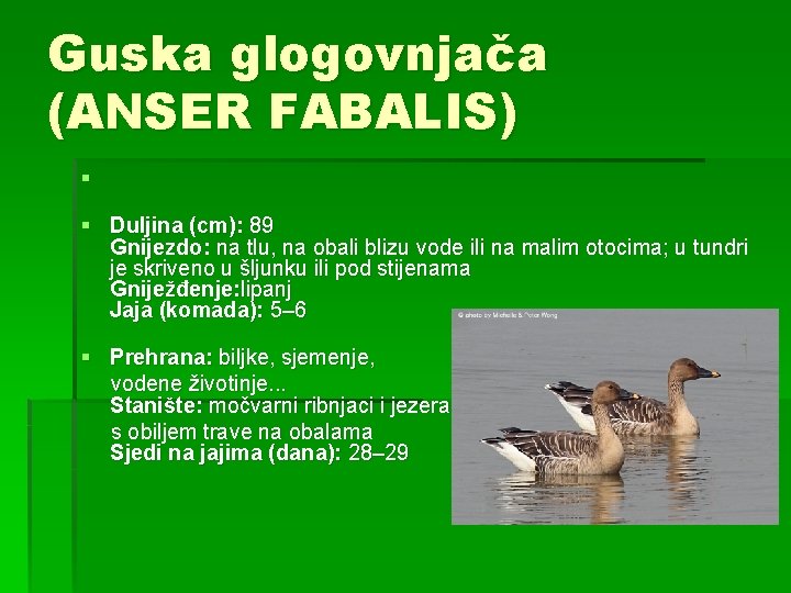 Guska glogovnjača (ANSER FABALIS) § § Duljina (cm): 89 Gnijezdo: na tlu, na obali