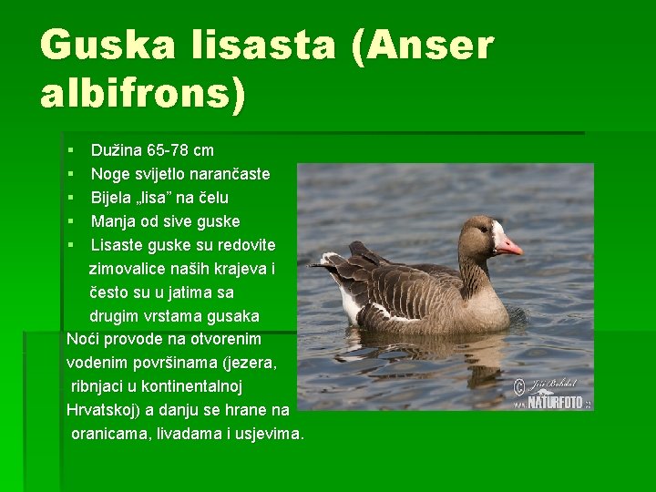 Guska lisasta (Anser albifrons) § § § Dužina 65 -78 cm Noge svijetlo narančaste