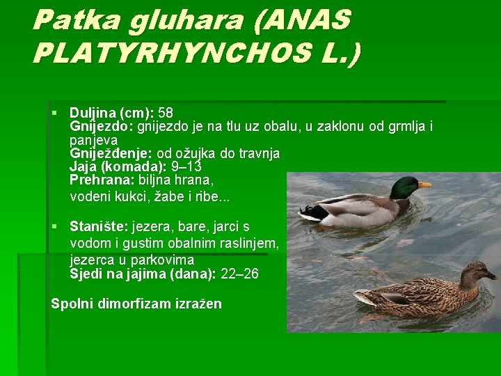 Patka gluhara (ANAS PLATYRHYNCHOS L. ) § Duljina (cm): 58 Gnijezdo: gnijezdo je na