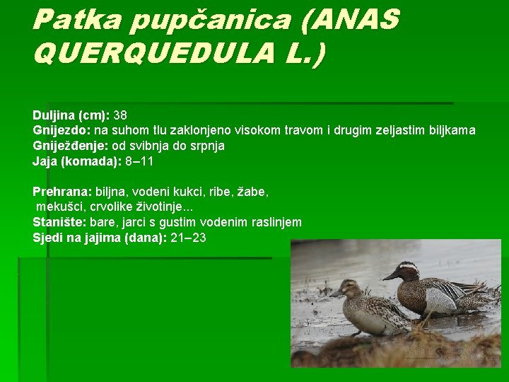 Patka pupčanica (ANAS QUERQUEDULA L. ) Duljina (cm): 38 Gnijezdo: na suhom tlu zaklonjeno