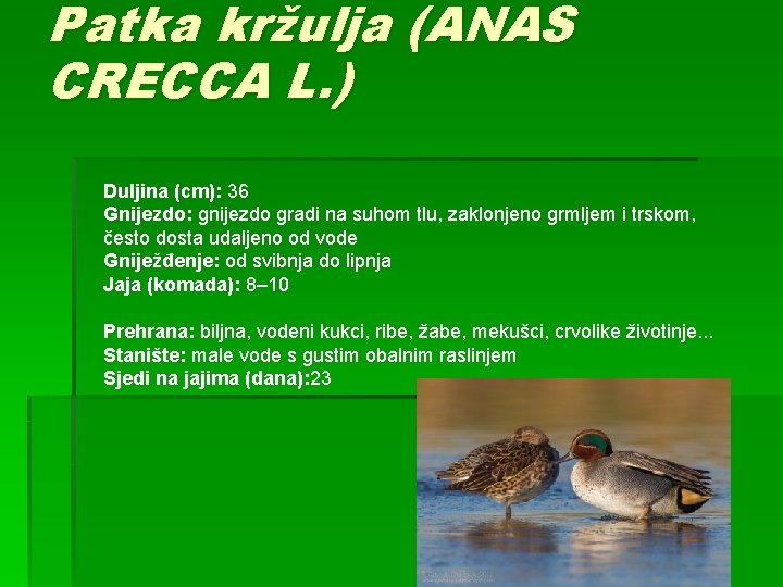 Patka kržulja (ANAS CRECCA L. ) Duljina (cm): 36 Gnijezdo: gnijezdo gradi na suhom
