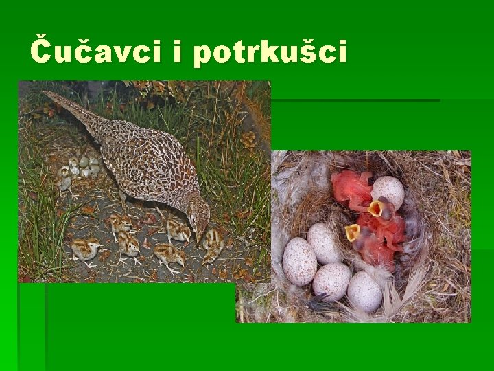 Čučavci i potrkušci 