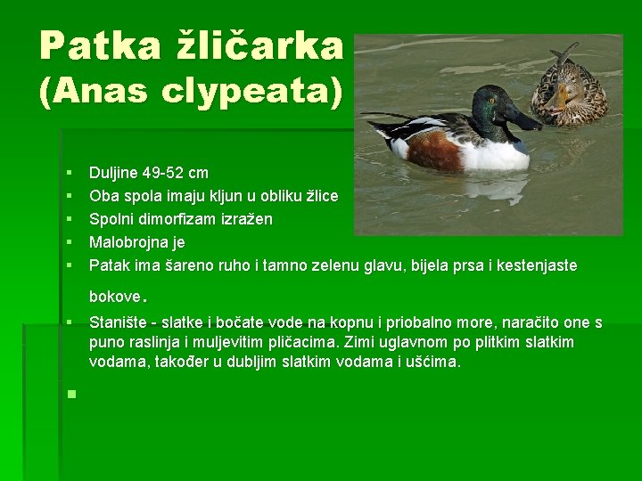 Patka žličarka (Anas clypeata) § § § Duljine 49 -52 cm Oba spola imaju