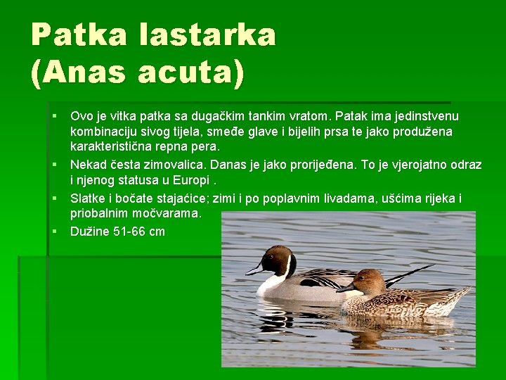 Patka lastarka (Anas acuta) § Ovo je vitka patka sa dugačkim tankim vratom. Patak