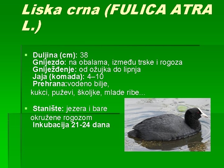 Liska crna (FULICA ATRA L. ) § Duljina (cm): 38 Gnijezdo: na obalama, između