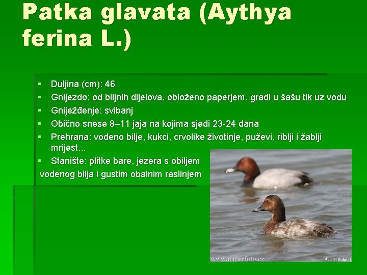 Patka glavata (Aythya ferina L. ) § § § Duljina (cm): 46 Gnijezdo: od