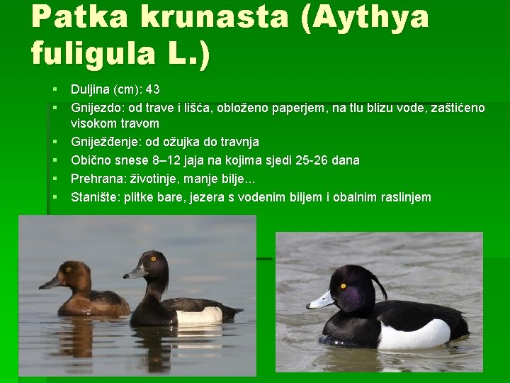 Patka krunasta (Aythya fuligula L. ) § Duljina (cm): 43 § Gnijezdo: od trave