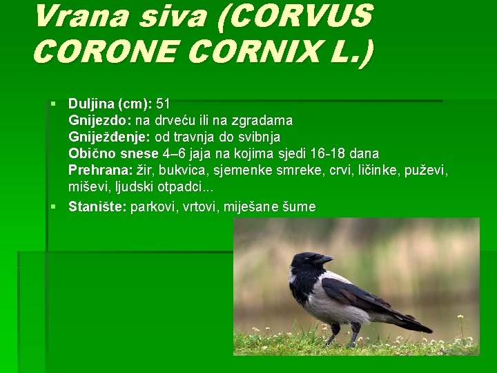 Vrana siva (CORVUS CORONE CORNIX L. ) § Duljina (cm): 51 Gnijezdo: na drveću
