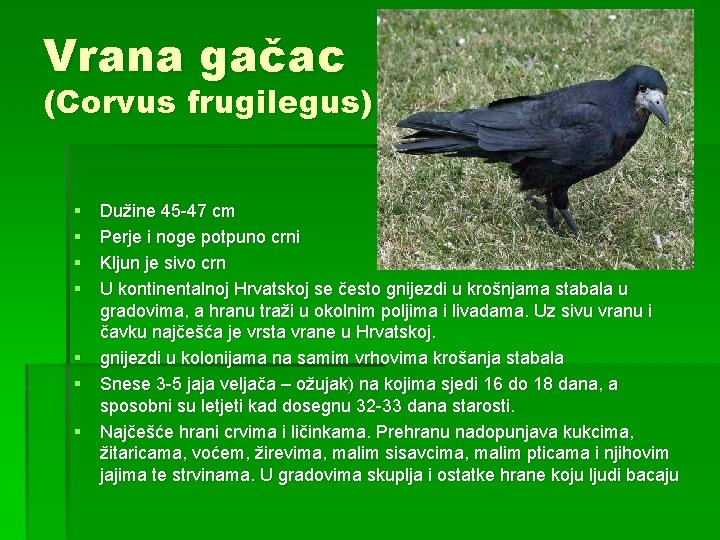 Vrana gačac (Corvus frugilegus) § § Dužine 45 -47 cm Perje i noge potpuno