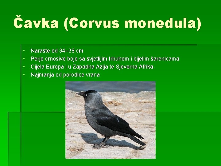 Čavka (Corvus monedula) § § Naraste od 34– 39 cm Perje crnosive boje sa