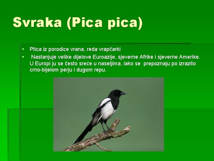 Svraka (Pica pica) § Ptica iz porodice vrana, reda vrapčarki § Nastanjuje velike dijelove