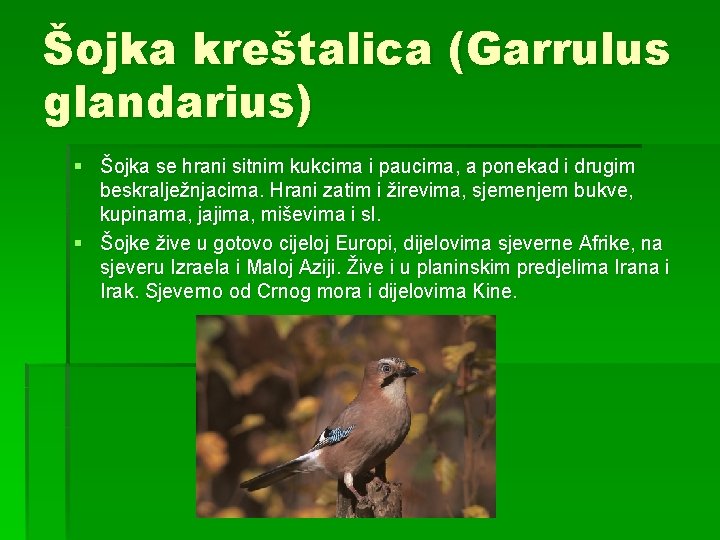 Šojka kreštalica (Garrulus glandarius) § Šojka se hrani sitnim kukcima i paucima, a ponekad