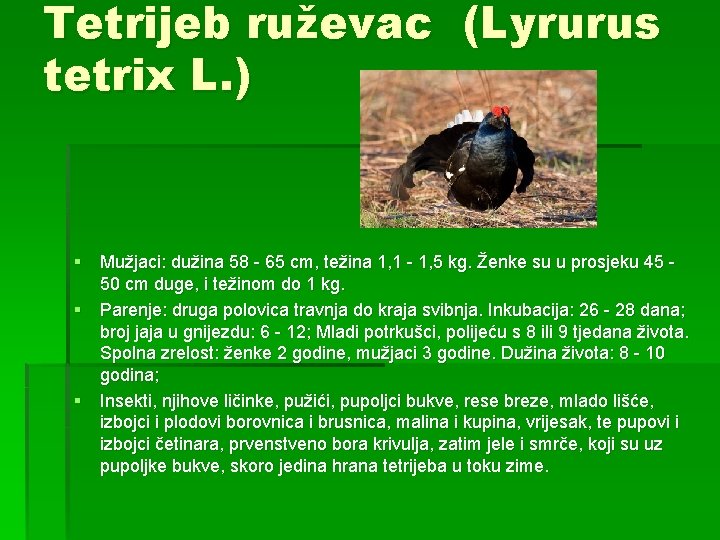 Tetrijeb ruževac (Lyrurus tetrix L. ) § Mužjaci: dužina 58 - 65 cm, težina