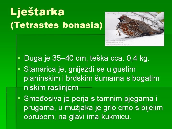 Lještarka (Tetrastes bonasia) § Duga je 35– 40 cm, teška cca. 0, 4 kg.