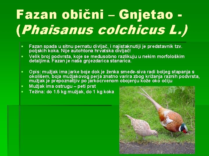 Fazan obični – Gnjetao (Phaisanus colchicus L. ) § § § Fazan spada u