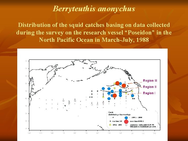 Berryteuthis anonychus Distribution of the squid catches basing on data collected during the survey