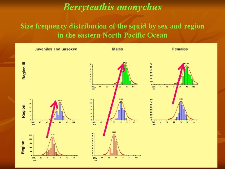Berryteuthis anonychus Size frequency distribution of the squid by sex and region in the