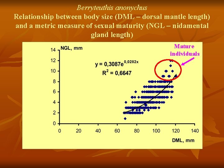 Berryteuthis anonychus Relationship between body size (DML – dorsal mantle length) and a metric