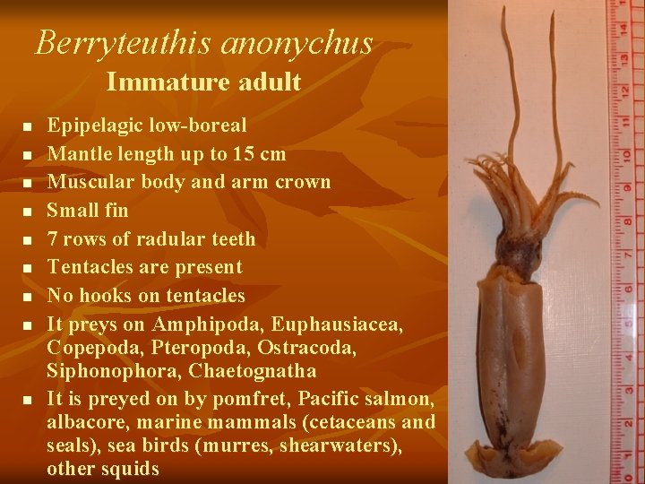 Berryteuthis anonychus Immature adult n n n n n Epipelagic low-boreal Mantle length up