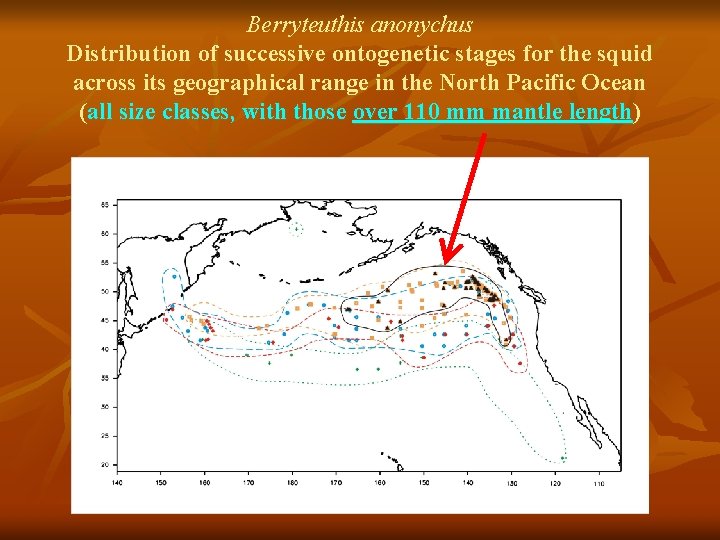 Berryteuthis anonychus Distribution of successive ontogenetic stages for the squid across its geographical range