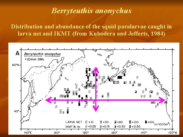 Berryteuthis anonychus Distribution and abundance of the squid paralarvae caught in larva net and