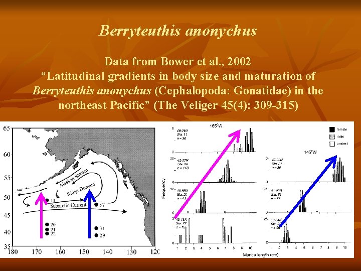 Berryteuthis anonychus Data from Bower et al. , 2002 “Latitudinal gradients in body size