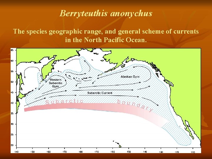 Berryteuthis anonychus The species geographic range, and general scheme of currents in the North