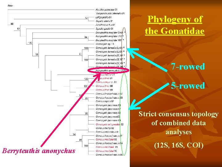 Phylogeny of the Gonatidae 7 -rowed 5 -rowed Strict consensus topology of combined data