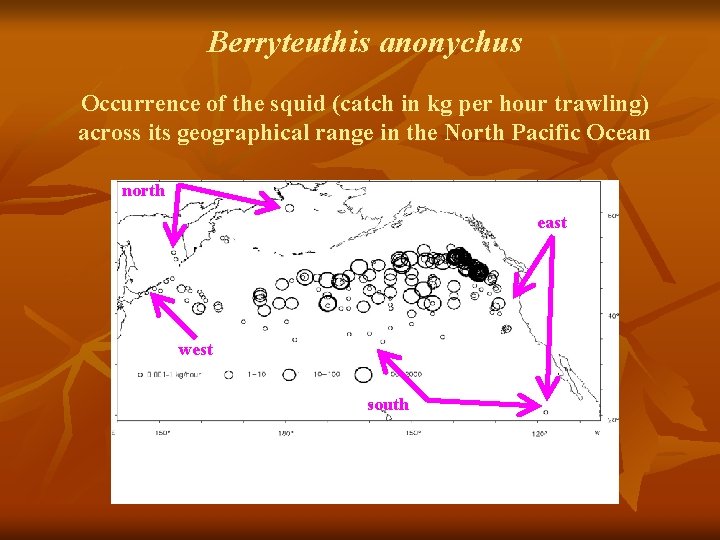 Berryteuthis anonychus Occurrence of the squid (catch in kg per hour trawling) across its
