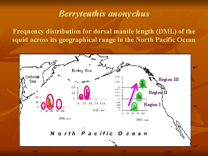 Berryteuthis anonychus Frequency distribution for dorsal mantle length (DML) of the squid across its
