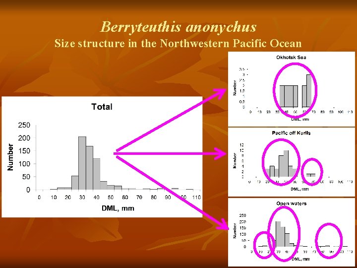 Berryteuthis anonychus Size structure in the Northwestern Pacific Ocean 