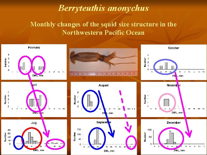 Berryteuthis anonychus Monthly changes of the squid size structure in the Northwestern Pacific Ocean