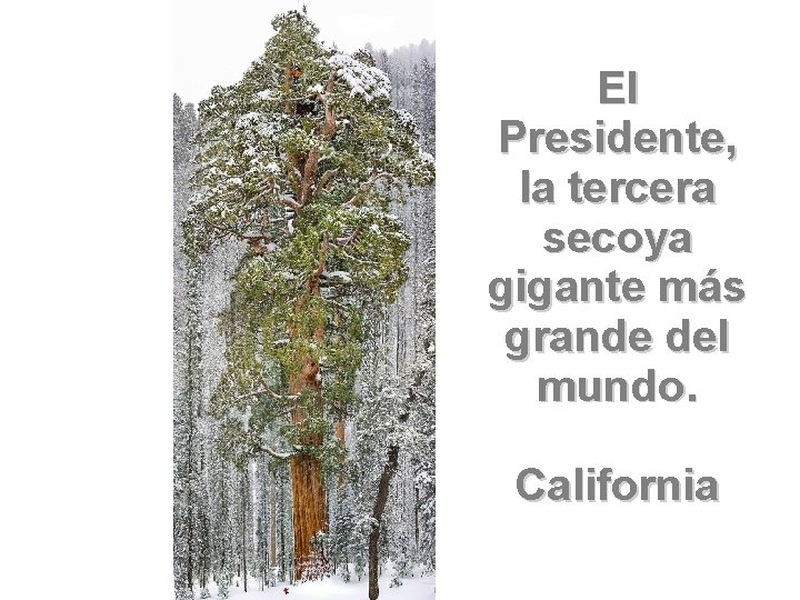 El Presidente, la tercera secoya gigante más grande del mundo. California 