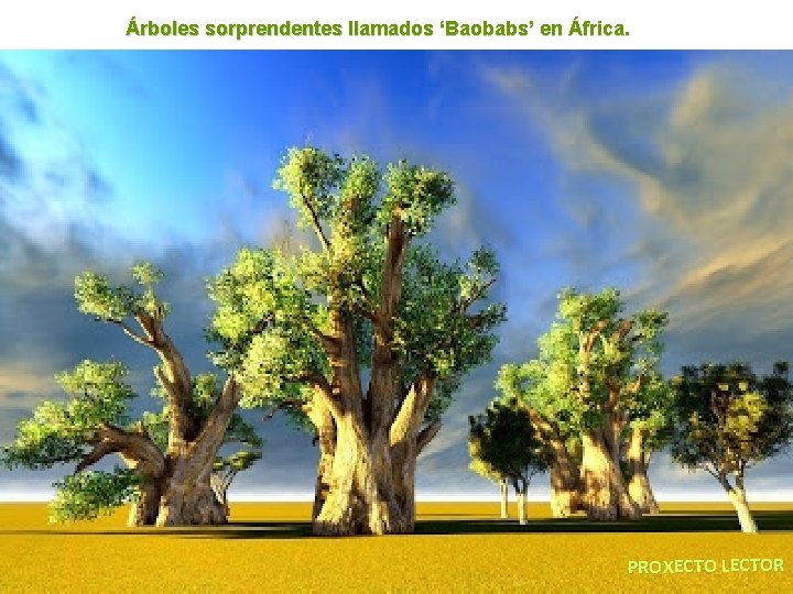 Árboles sorprendentes llamados ‘Baobabs’ en África. PROXECTO LECTOR 