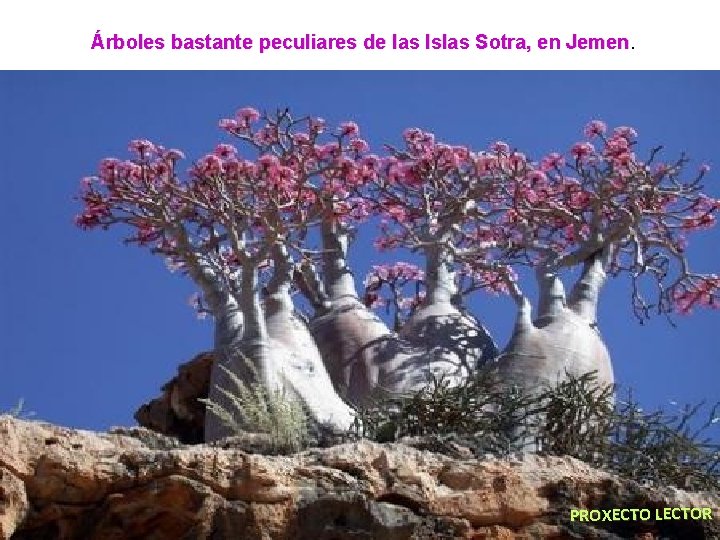 Árboles bastante peculiares de las Islas Sotra, en Jemen PROXECTO LECTOR 