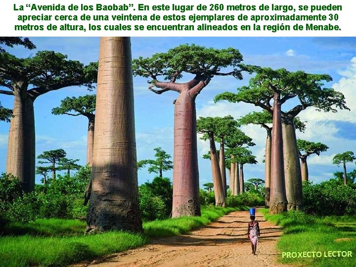 La “Avenida de los Baobab”. En este lugar de 260 metros de largo, se