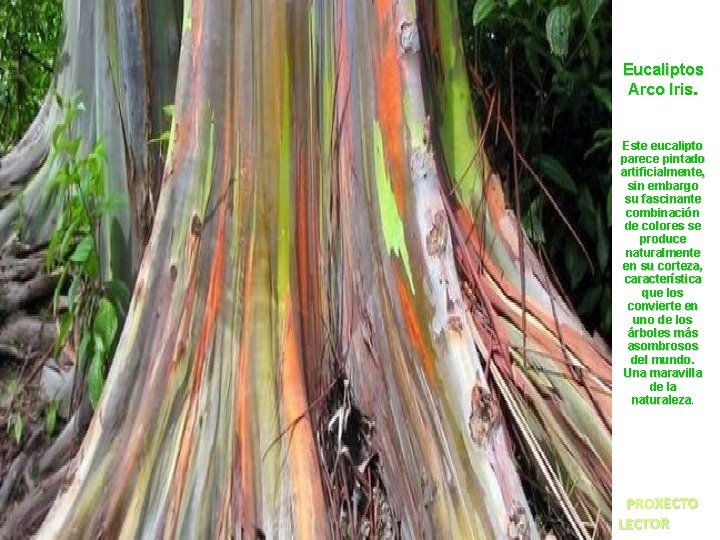 Eucaliptos Arco Iris. Este eucalipto parece pintado artificialmente, sin embargo su fascinante combinación de