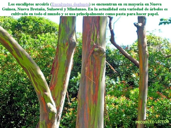 Los eucaliptos arcoiris (Eucalyptus deglupta) se encuentran en su mayoría en Nueva Guinea, Nueva