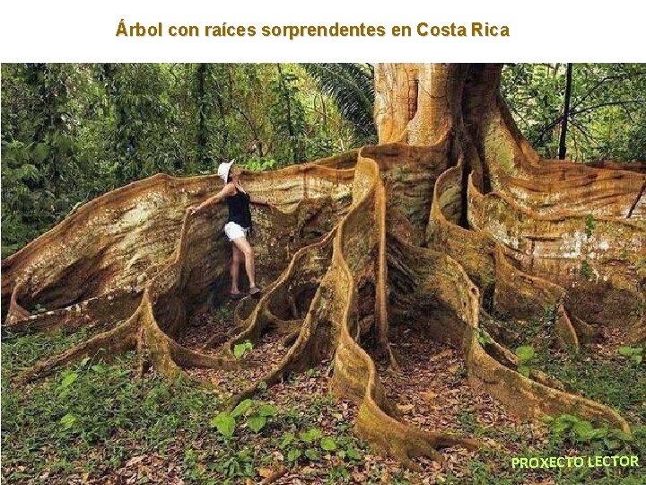 Árbol con raíces sorprendentes en Costa Rica PROXECTO LECTOR 