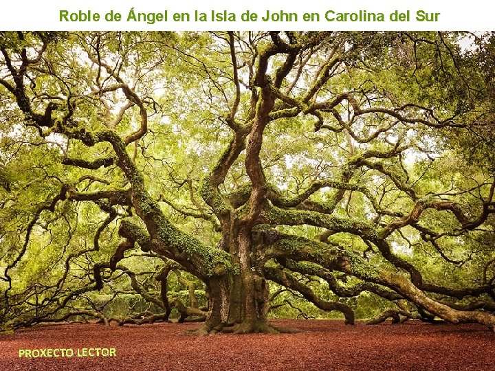 Roble de Ángel en la Isla de John en Carolina del Sur PROXECTO LECTOR