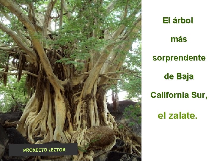 El árbol más sorprendente de Baja California Sur, el zalate. PROXECTO LECTOR 