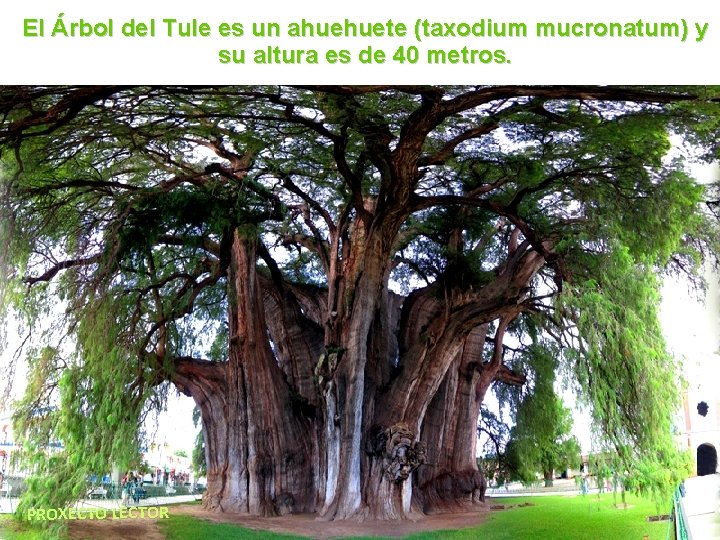 El Árbol del Tule es un ahuehuete (taxodium mucronatum) y su altura es de